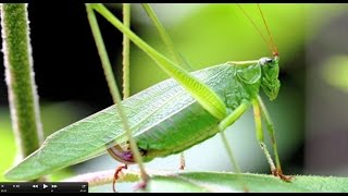 Understanding Insect Sounds Natures Orchestra [upl. by Rianna]