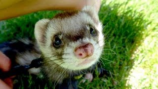 FERRETS PLAYING  CUTENESS OVERLOAD [upl. by Emmalynne771]