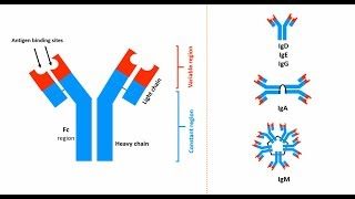 Antibodies Structures types and functions [upl. by Stillmann826]