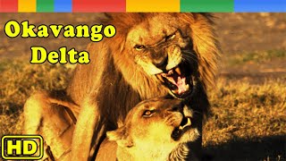 Nat Geo Wild The Okavango Delta  Inferno In The Kalahari Desert  Animals Documentary Nature HD [upl. by Muncey]