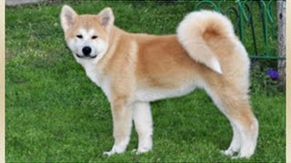 Akita Inu Акита Ину  I часть [upl. by Ravaj]