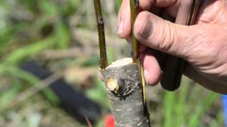 EarthWise Episode Ten  Grafting 101 How to Graft a Pear Tree [upl. by Nawtna]