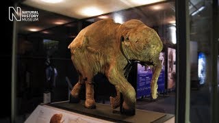 Mammoths Ice Age Giants  the preview  Natural History Museum [upl. by Eiralih]