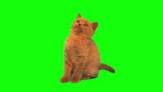 Cute cat green screen Free to use [upl. by Elehcor447]