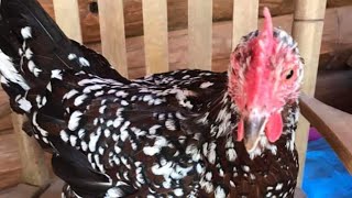 Speckled Sussex Chickens [upl. by Beth284]