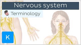 Nervous system  Anatomical terminology for healthcare professionals  Kenhub [upl. by Alrep]