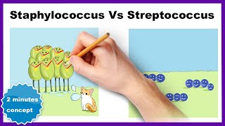 Staphylococcus vs Streptococcus How to differentiate [upl. by Ocer]