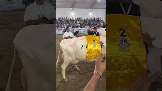 PDFA milking champion second number cow [upl. by Pence891]