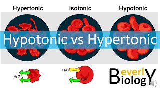 Hypotonic vs Hypertonic Solutions [upl. by Wylie222]