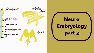 Neuro Embryology part 3 [upl. by Templer]