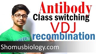 VDJ recombination  antibody class switching [upl. by Ansilme]