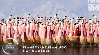 Flamboyant Flamingo Mating Dance 🦩 Planet Earth A Celebration  BBC America [upl. by Ennaus844]