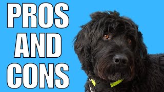 Everything You Need to Know About Portuguese Water Dogs Part 2 [upl. by Nillad]