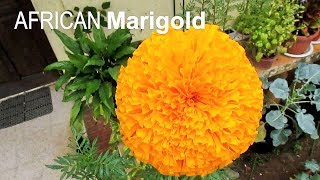 AFRICAN MARIGOLD from Bud Until Bloom [upl. by Ativla]