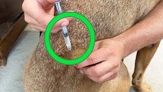 How to administer subcutaneous fluid to a pet [upl. by Prunella]