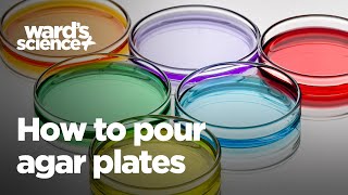 How to Pour Agar Plates [upl. by Ymor]