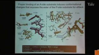 From Structure and Function of Ribosomes to New Antibiotics [upl. by Fauver]