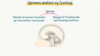 Nervesystemet Hjernens anatomi og fysiologi [upl. by Ayyidas]