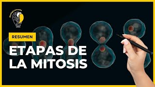 DIVISIÓN CELULAR 🔴 MITOSIS  Resumen [upl. by Eceined]