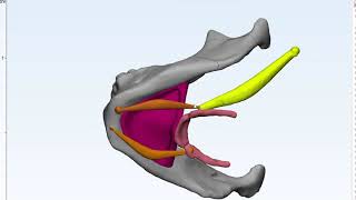 Submandibular Space [upl. by Airdnaed]