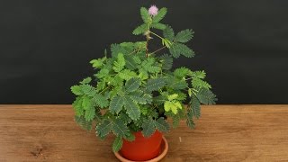 Growing the Sensitive Plant Mimosa pudica [upl. by Kcuhc]