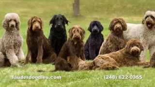 Labradoodle Dog Breeder  Northwest Ohio Dog Ranch [upl. by Lash946]