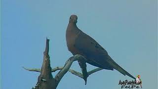 TÓRTOLA RABIICHE cantando Mourning Dove Zenaida macroura macroura SUBESPECIE Puerto Rico [upl. by Salinas]