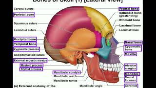 Anatomy  The Human Skull [upl. by Cynthia454]