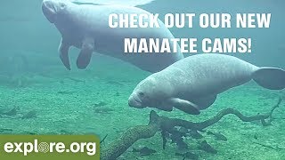 New Manatee Cameras at Homosassa Springs [upl. by Gwyn643]