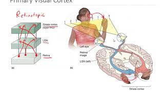 OSSM Neuro Chapter 10  Primary Visual Cortex [upl. by Eentruoc450]