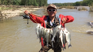 Maumee River White Bass Run And A Flathead Caught On Lure [upl. by Gniy58]