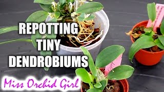 Repotting Dendrobium Orchid seedlings [upl. by Sello]