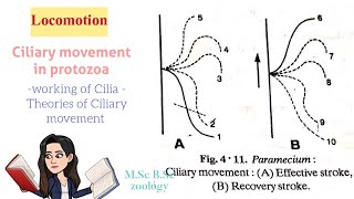 LocomotionCiliary movement in protozoaTypes of Cilia Theories of ciliary movt MSc BSc [upl. by Guthry340]