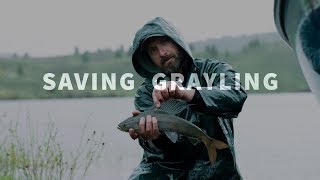 Saving Grayling [upl. by Sirret800]