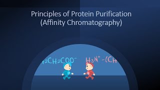 Principles of Protein Purification Affinity Chromatography [upl. by Acisseg686]