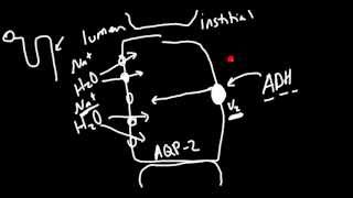 AntiDiuretic Hormone ADH Receptor Antagonists [upl. by Ime]