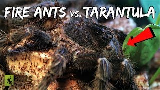 Fire Ants vs BirdEater Tarantula [upl. by Allmon]