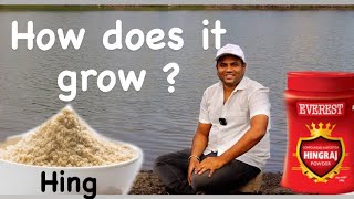 Asafoetida  How does it grow  हींग कैसे बनती है  Farming Engineer [upl. by Waal]