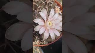 Gymnocalycium Baldianum [upl. by Galasyn753]