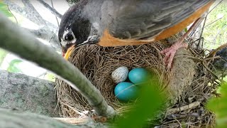 Brood parasitism American Robin rejects a Cowbird egg [upl. by Roumell]