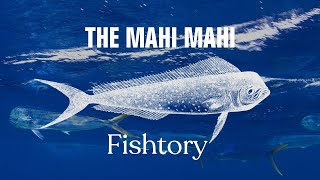 Catching Mahi Mahi Everything You Need To Know  Fishtory [upl. by Hcardahs]