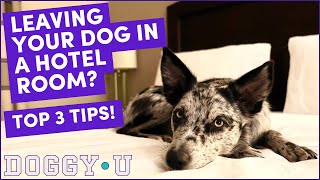 Leaving Your Dog in a Hotel Room SAFELY Top 3 Tips [upl. by Hollie]