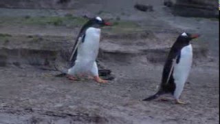 Penguins waddling along the penguin trail [upl. by Aniteb364]