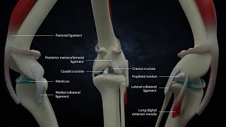 ANATOMY OF THE DOG´S KNEE [upl. by Uon]