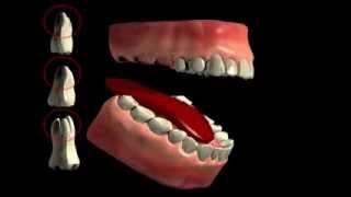 Tooth Furcation Bifurcation Trifurkation [upl. by Spatola706]