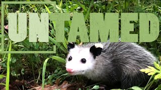 Opossums the Marsupial Evolutionary Wonder of America [upl. by Lledualc]