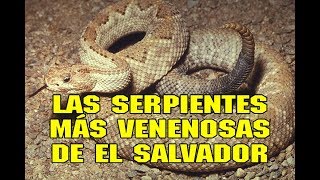 Las serpientes más venenosas de El Salvador  Salvadoreñísimo [upl. by Vivi]