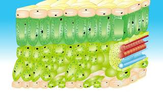 Animation 91 The structure of the leaf [upl. by Cornelie]