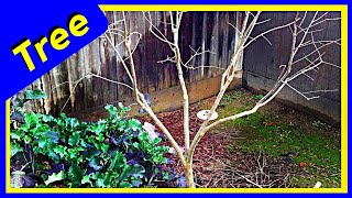 Pomegranate TREE from Pomegranate SHRUB Pruning EASY [upl. by Osnohpla]