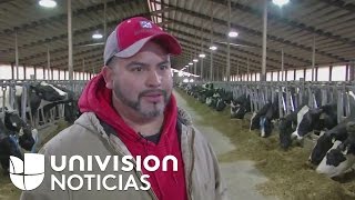 Inmigrante pasa de ordeñar vacas a tener su propia planta lechera en Wisconsin [upl. by Nirak]